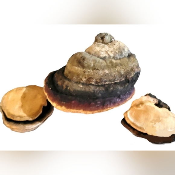 Petrified Shelf Mushrooms Other - Lot Of 3 Old Dried Shelf Mushroom Fungus for Collection, Crafts, Aquariums